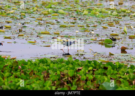 Purple Swamphen also knwn as Kaim or Kalem, at Baikka Beel in Moulvibazar district in Bangladesh. Stock Photo