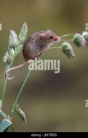 A single harvest mouse climbing up grass in an upright vertical format Stock Photo