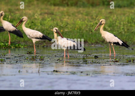 Shamuk Types Asian Openbill also known as Shamuk Khol, at Baikka Beel in Moulvibazar ...