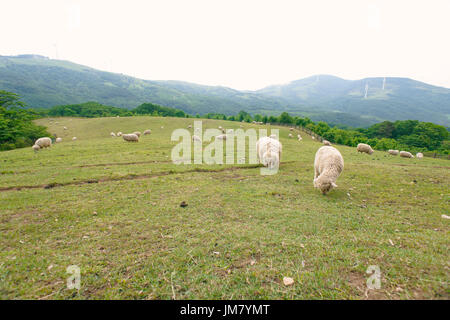 Sheep grazing in the green grasslands of a mountain Stock Photo - Alamy