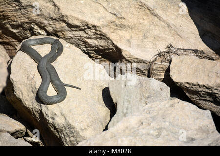 Snake on rocks Stock Photo