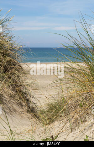 View over the sea from dunes covered in lyme grass Stock Photo