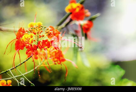 Close up of dwarf poinciana - Caesalpinia pulcherrima Stock Photo