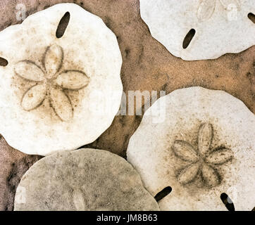 Sand Dollars Stock Photo
