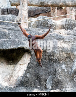 Orangutan swinging on rope Stock Photo