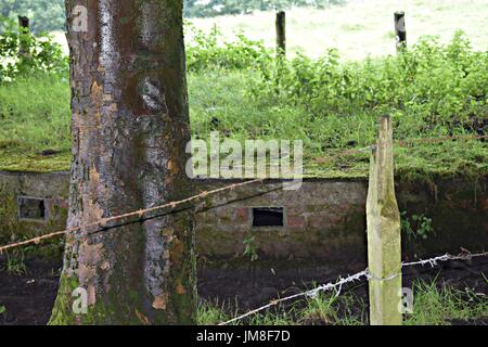 pictures of trees and long grass and flower Stock Photo