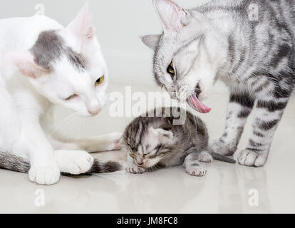 The adult cat licks a small kitten Stock Photo