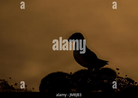 Atlantic Puffin, Fair Isle Puffin, Fratercula arctic, backlit puffin with sand eels on the cliff edge. Photograph taken in Fair Isle, Shetlands. Stock Photo