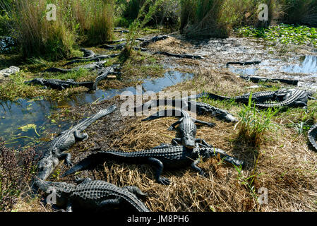 American alligators (Alligator mississippiensis) basking, Anhinga Trail, Everglades National Park, Florida, USA Stock Photo