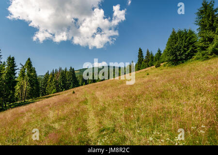 Classic Carpathian landscape. Conifer forest on hillside meadow of mountain ridge. Fresh and green trees under blue sky with clouds Stock Photo