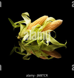 Two cobs of corn with leaves isolated on black with real reflection Stock Photo