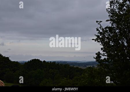 pictures of trees and long grass and flower Stock Photo