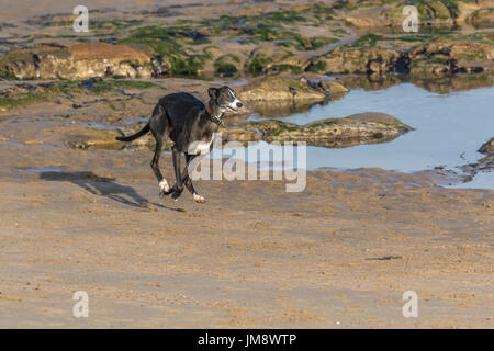 Dog on beach - Greyhound Stock Photo