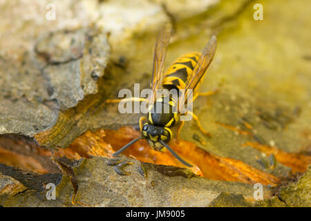 Common wasp, Vespula vulgaris. drinking sap from split bark on apple tree. Sussex. UK. July. Stock Photo
