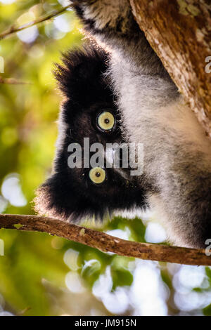 Close up face shot of teddy bear like endangered Indri in tree with leaves Stock Photo