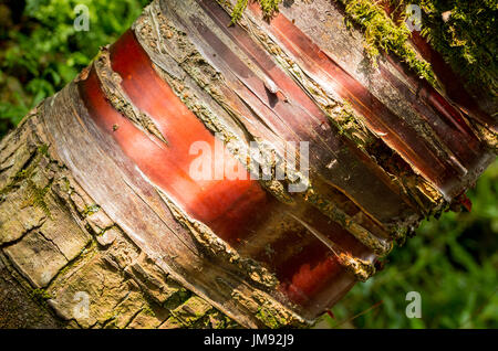 Polished mahogany-like bark of prunus serrula tree in UK Stock Photo