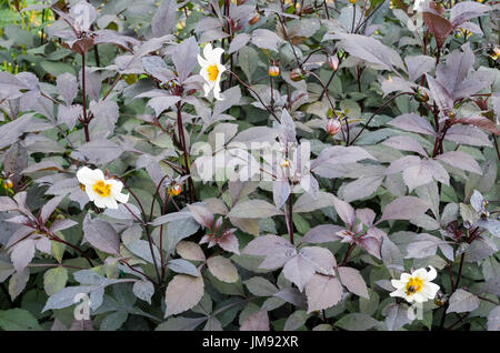 Dark leaved dahlia Twynings After Eight an AGM plant of merit in UK Stock Photo