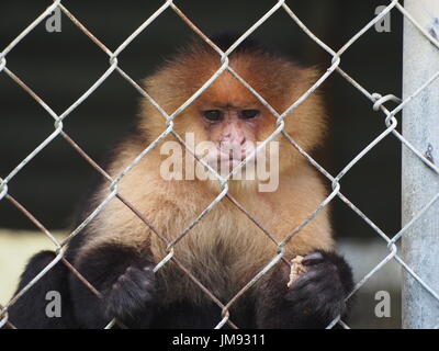 Capuchin monkey in cage. Stock Photo