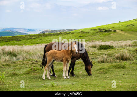 Wild Welsh Mountain Pony mare mother with a foal in Carneddau hills of northern Snowdonia National Park. Penmaenmawr Conwy North Wales UK Stock Photo