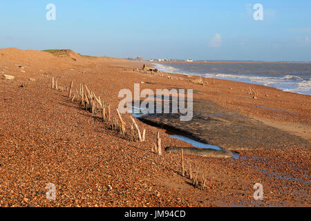 Mysterious lines wooden stakes exposed by fall in beach level possibly historic coastal defences, Bawdsey, Suffolk, England Stock Photo