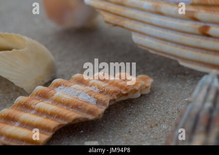 Broken Shells Close Up on Beach with grains of sand Stock Photo