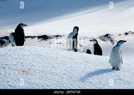 Chinstrap Penguins (Pygoscelis antarcticus) on iceberg Stock Photo