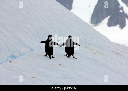 Adélie Penguins (Pygoscelis adeliae) walking together after jumping on an iceberg, as if holding hands Stock Photo