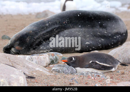 Gentoo Penguin (Pygoscelis papua) and Weddell Seal (Leptonychotes weddellii) sleeping on the beach Stock Photo