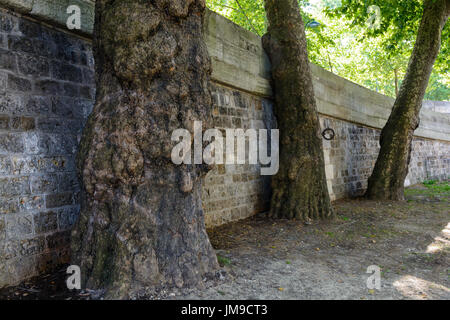 Three plane trees in front of a stone wall on the wharf of the river Seine in the center of Paris. Stock Photo