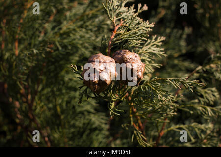 Macro stock photography of the branch of Cupressus arizonica. Conifer needles. Spruce, coniferous Stock Photo