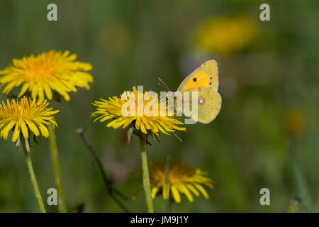 Clouded Yellow (Colias croceus) on dandylions Stock Photo
