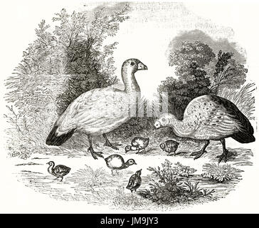 Old illustration of Cape Barren goose (Cereopsis novaehollandiae). By unidentified author, published on Magasin Pittoresque, Paris, 1837 Stock Photo