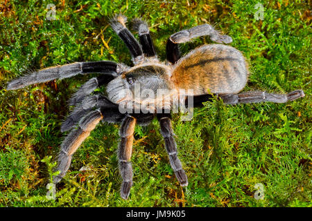 Thai Golden Fringe tarantula (Ornithoctonus aureotibialis) Stock Photo