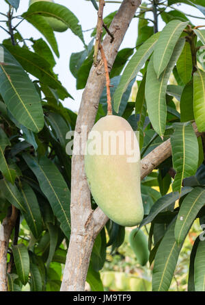 Mango tree in Thailand Stock Photo