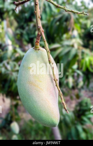 Mango tree in Thailand Stock Photo