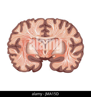 Basal ganglia drawing Stock Photo - Alamy