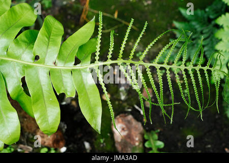 Bear’s paw fern, Aglaomorpha meyeniana, polypodiaceae Stock Photo