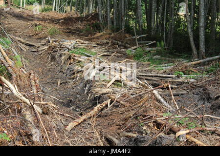 Tractor track-imprints in the forest Stock Photo