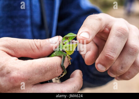 Black-lipped Lizard or Calotes nigrilabris in Sri Lanka Stock Photo