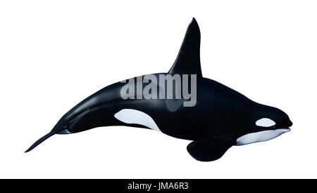 3D rendering of an orca killer whale calf isolated on white background ...