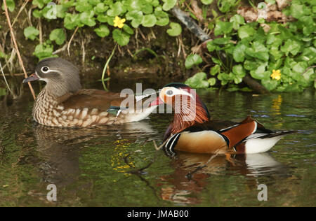 A pair of Mandarin Duck (Aix galericulata) swimming in a stream, with a backdrop of celandine flowers and their reflections showing in the water. Stock Photo