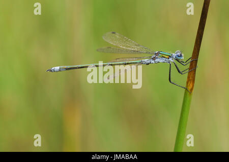 A beautiful female Emerald Damselfly (Lestes sponsa) perched on a reed against a pretty bokeh background. Stock Photo