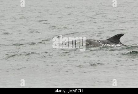 A Bottlenose Dolphin (Tursiops truncatus) with its baby at its side, at the Moray Firth, Highlands, Scotland. Stock Photo