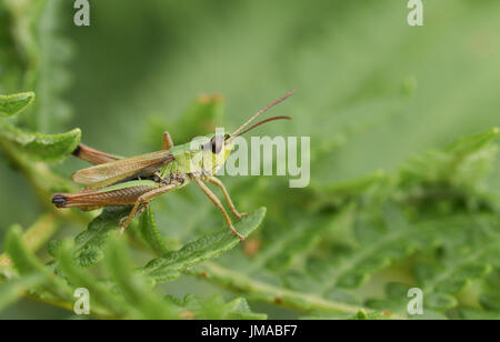 Meadow Grasshopper (Chorthippus parallelus) perched on bracken. Stock Photo