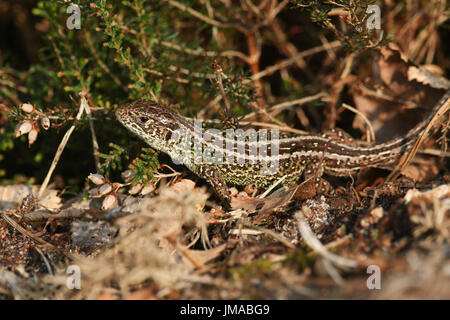 A rare Sand Lizard (Lacerta agilis) sunning itself in the undergrowth.. Stock Photo