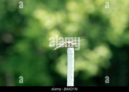 Dragonfly Perched On Plant Stake Stock Photo
