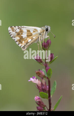 Foulquier's grizzled skipper butterfly (Pyrgus foulquieri) perched on a wildflower in the French Alps Stock Photo