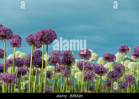 Whimsical Field of Purple and White Allium Flowers in a Field Stock Photo