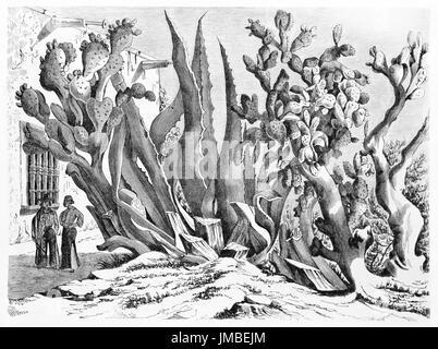 huge typical Mexican succulent tangled plants compared to small people in Chihuahua state. Ancient grey tone etching style art by Minne and Rondé,1861 Stock Photo