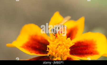 Fly insect bird sits on a bright yellow-red flower. The surface is lit by the bright sun. Macro photo of an insect with an extreme enlargement Stock Photo